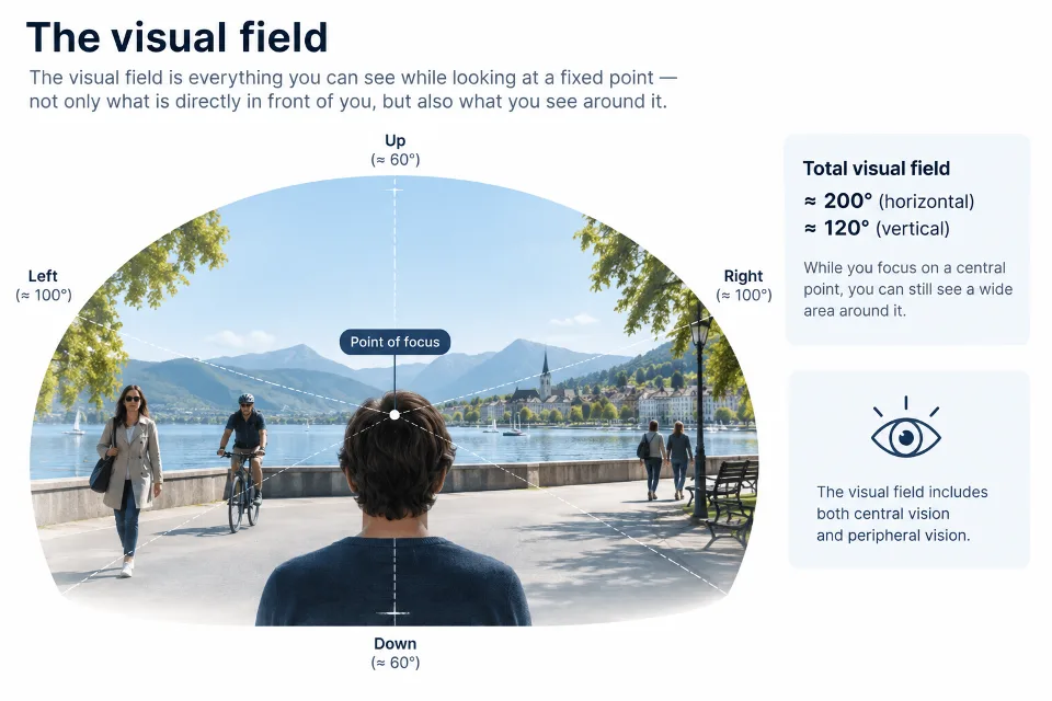 A graphical explanation about the visual field